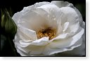 rode rozen roos rosa flora natuur bloem bloemen cultivars cultivar fleurop rosaceae tuin rozentuin valentijn valentijsdag romantiek liefde merci